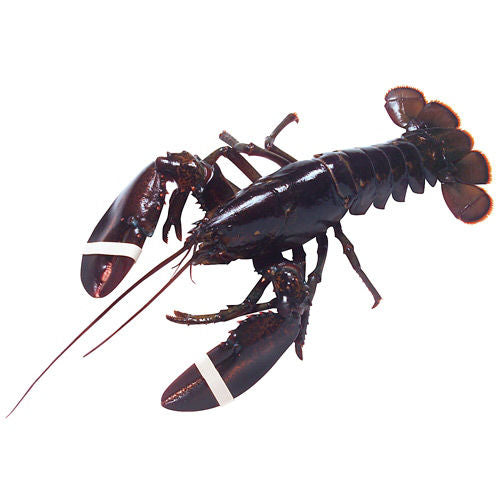 Wegmans Live Lobsters Under 2 Lbs