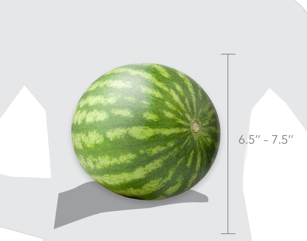 Fresh Mini Seedless Watermelon Each