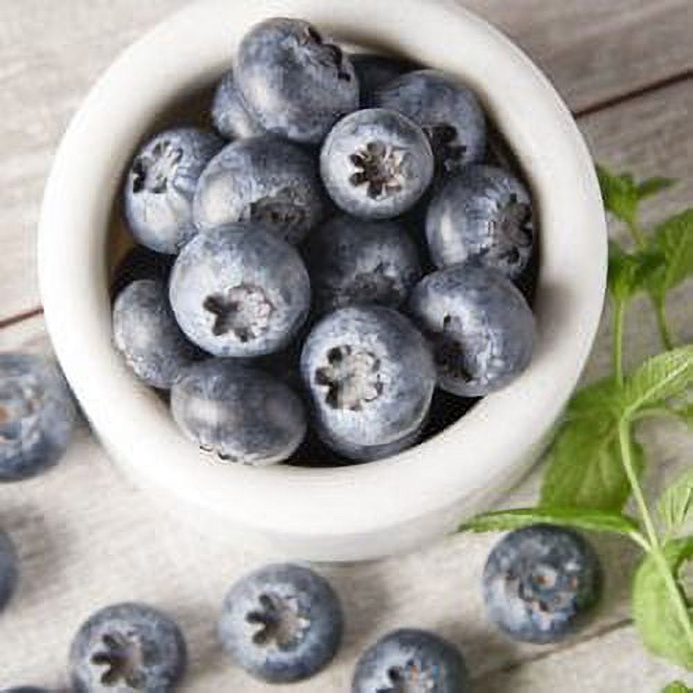 Fresh Jumbo Blueberries 9.8 Oz Container