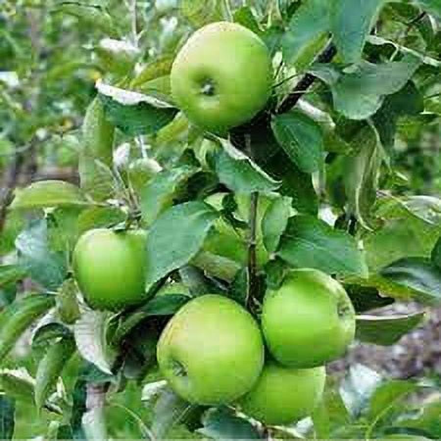 Freshness Guaranteed Granny Smith Apples 3 Lb Bag