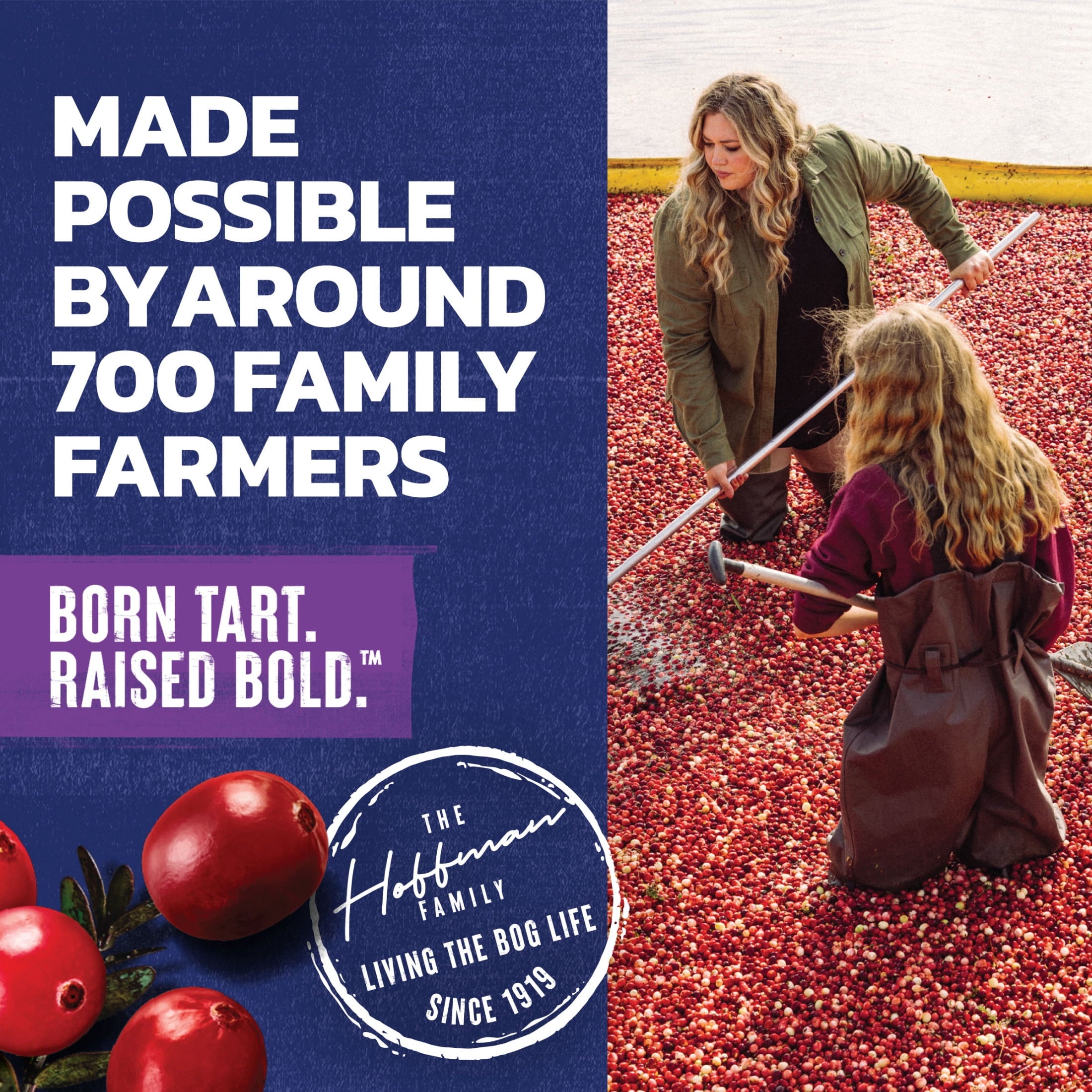 Ocean Spray Cran-Grape Cranberry Grape Juice Drink 10 fl oz Bottles 6 Count