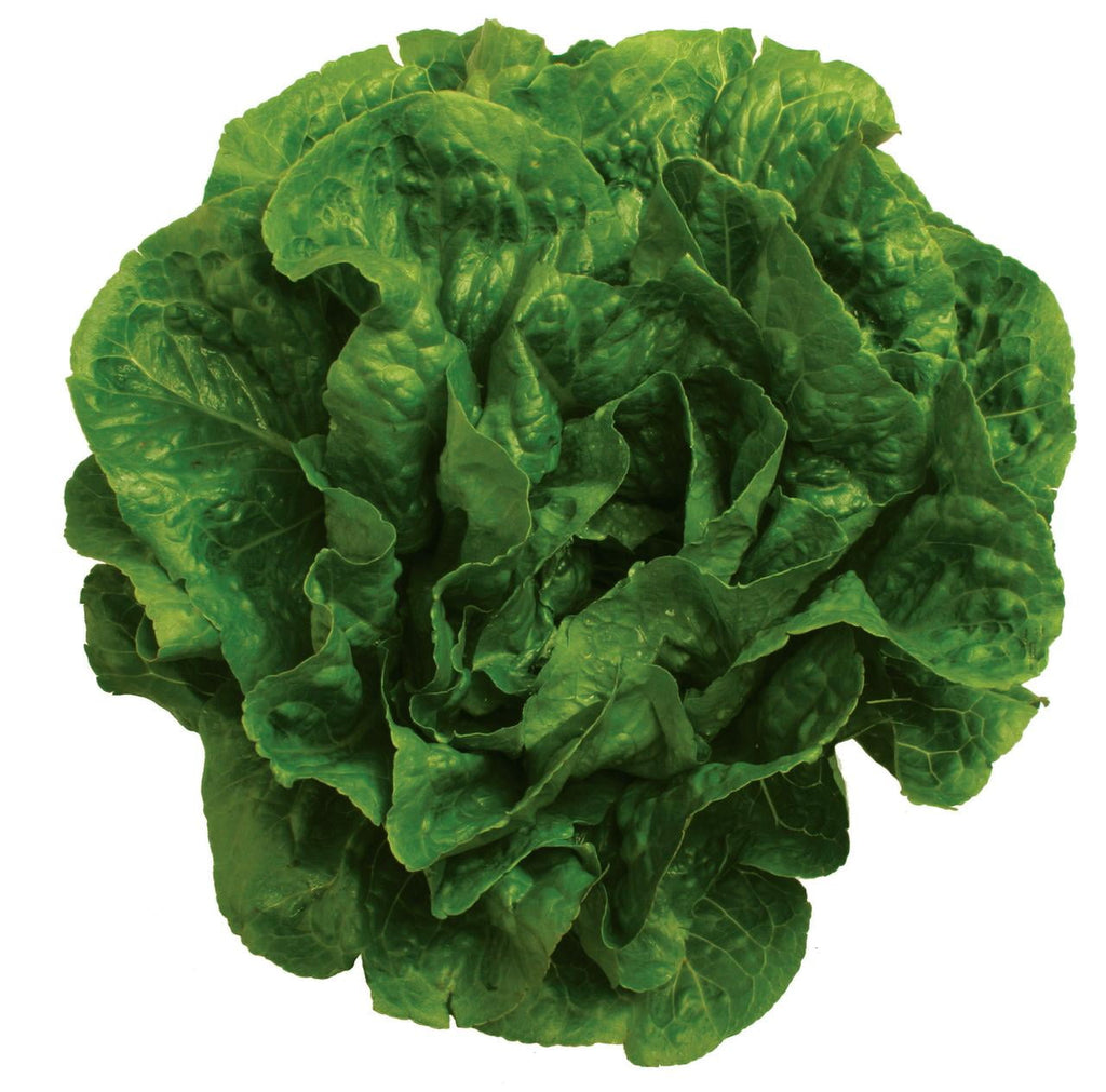 Fresh Romaine Lettuce 1 Count