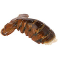 Wegmans Wild Cold Water Lobster Tail 4.5-6 Oz