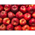 Fresh Red Delicious Apple Each