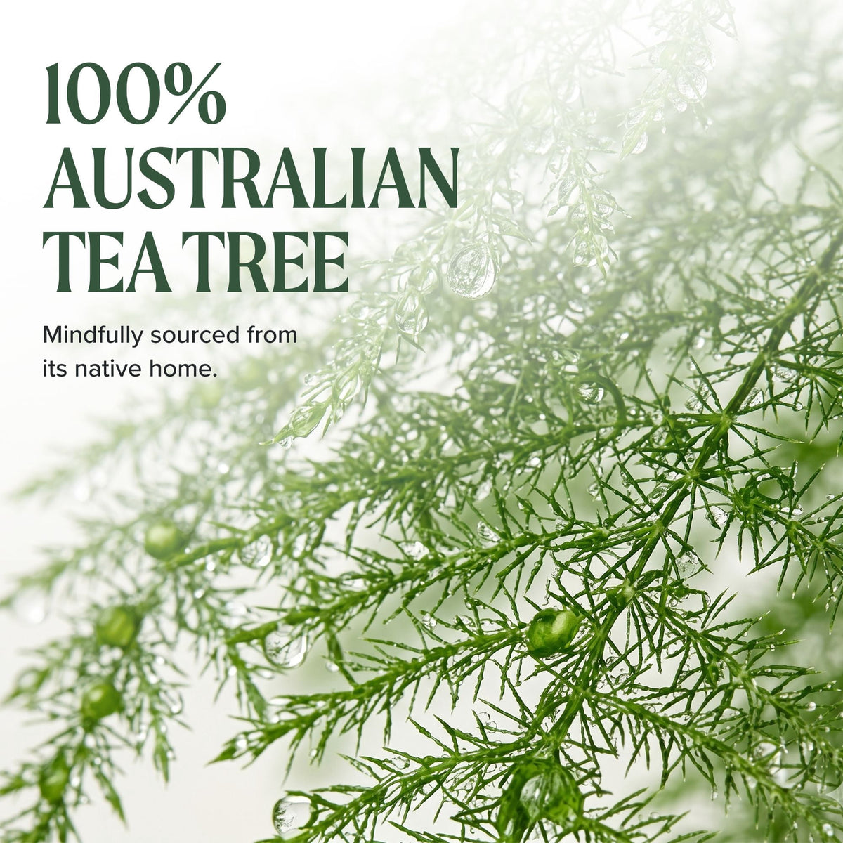 Paul Mitchell Tea Tree Lavender Mint Moisturizing Shampoo Soothes Replenishes Dry Hair 10.14 oz