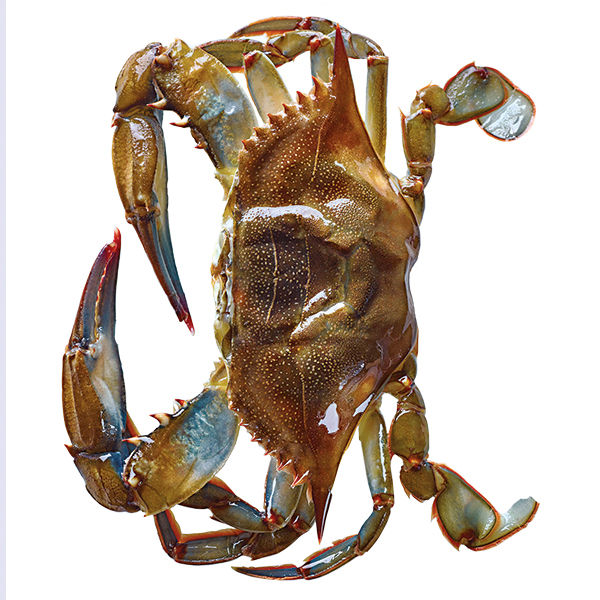 Wegmans Jumbo Softshell Crab Dressed 1 Lb