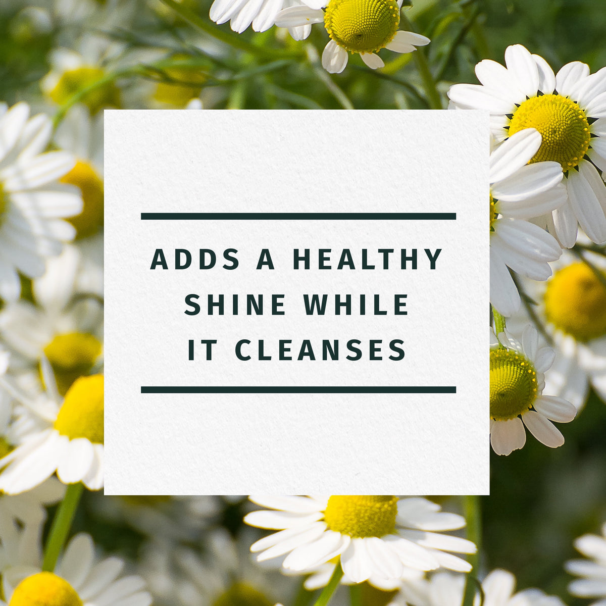 Herbal Essences Shine Shampoo Chamomile For Fine Hair 13.5 fl oz