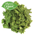 Wegmans Organic Green Leaf Lettuce 1 Head