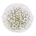 Gypsophila Baby's Breath Cut Flower 5 Usd