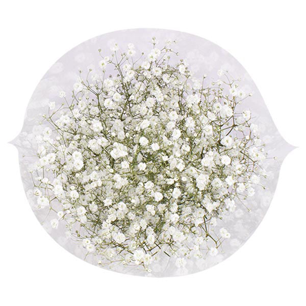Gypsophila Baby's Breath Cut Flower 5 Usd