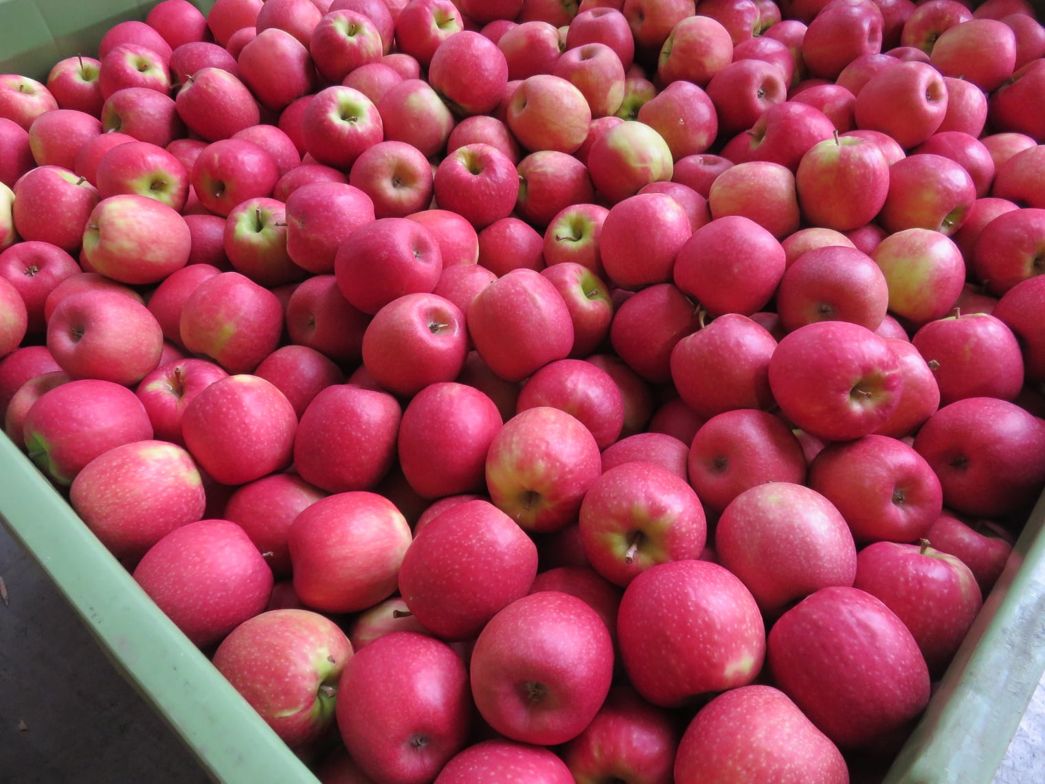 Marketside Organic Pink Lady Apples 2 Lb Pouch