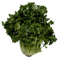 Endive 1 Head