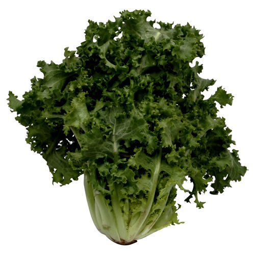 Endive 1 Head