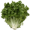 Wegmans Escarole 1 Head