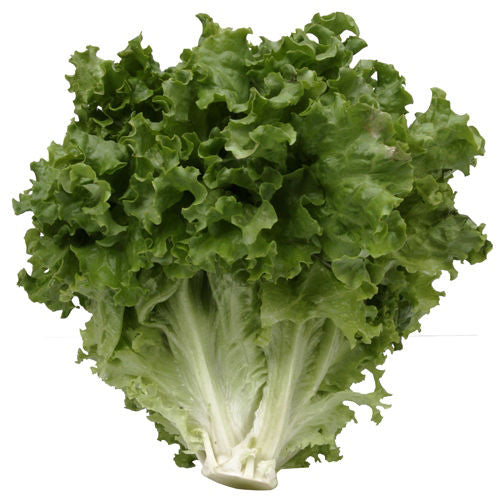 Wegmans Escarole 1 Head