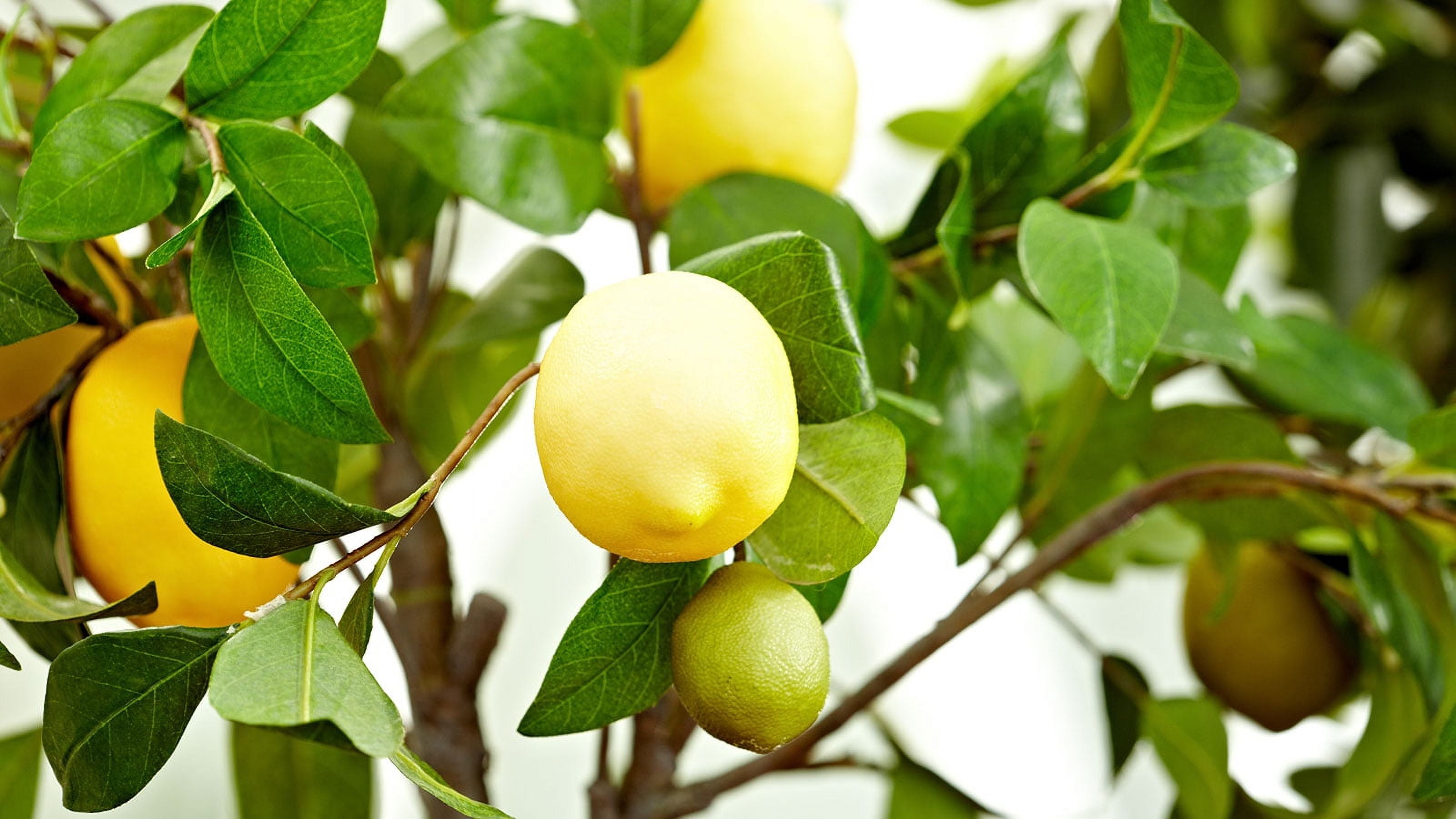 Fresh Lemons Each