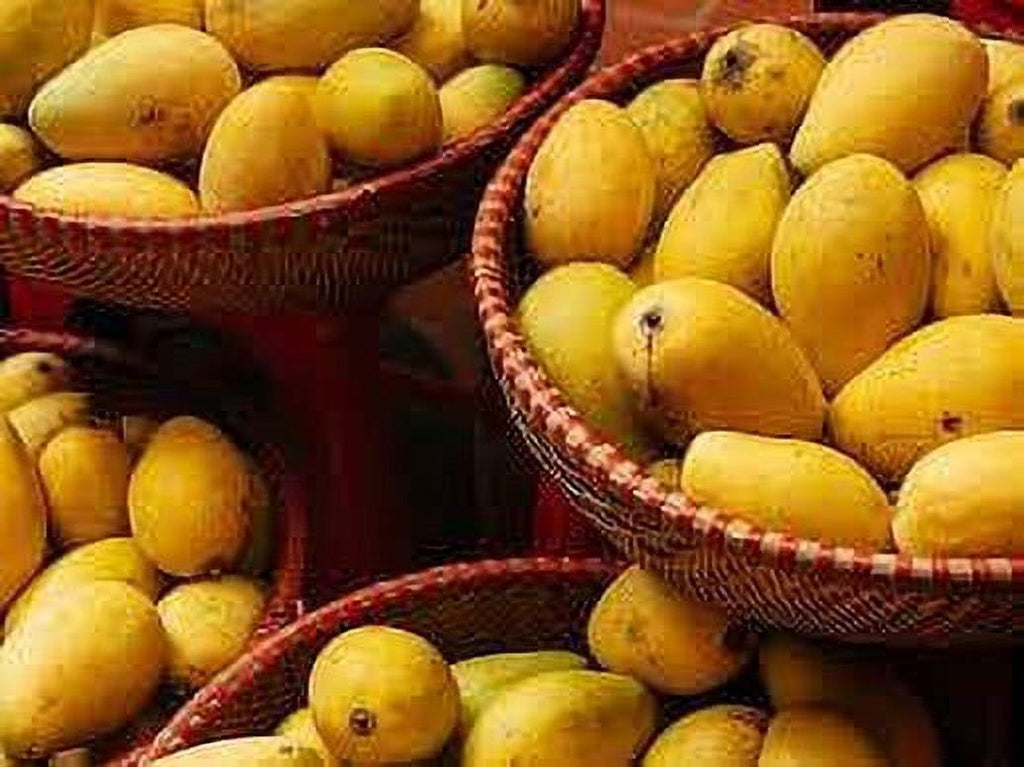 Fresh Ataulfo Mangoes Each