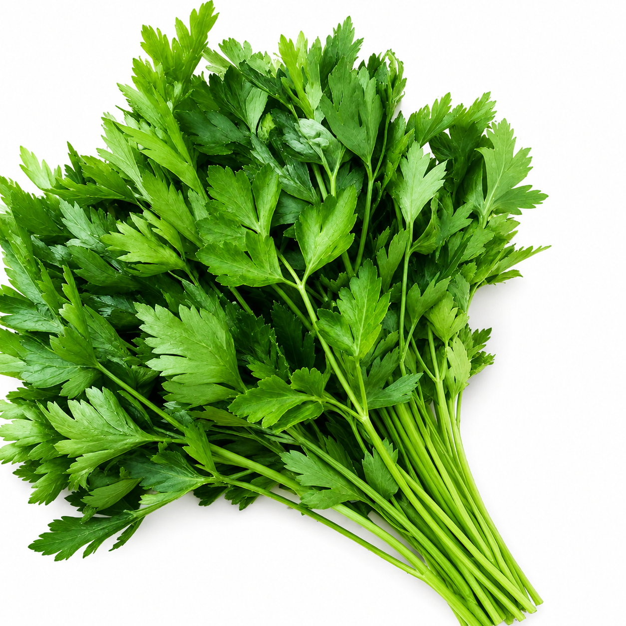 Fresh Italian Parsley Bunch 🌿- Each