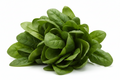 Fresh Spinach Bunch