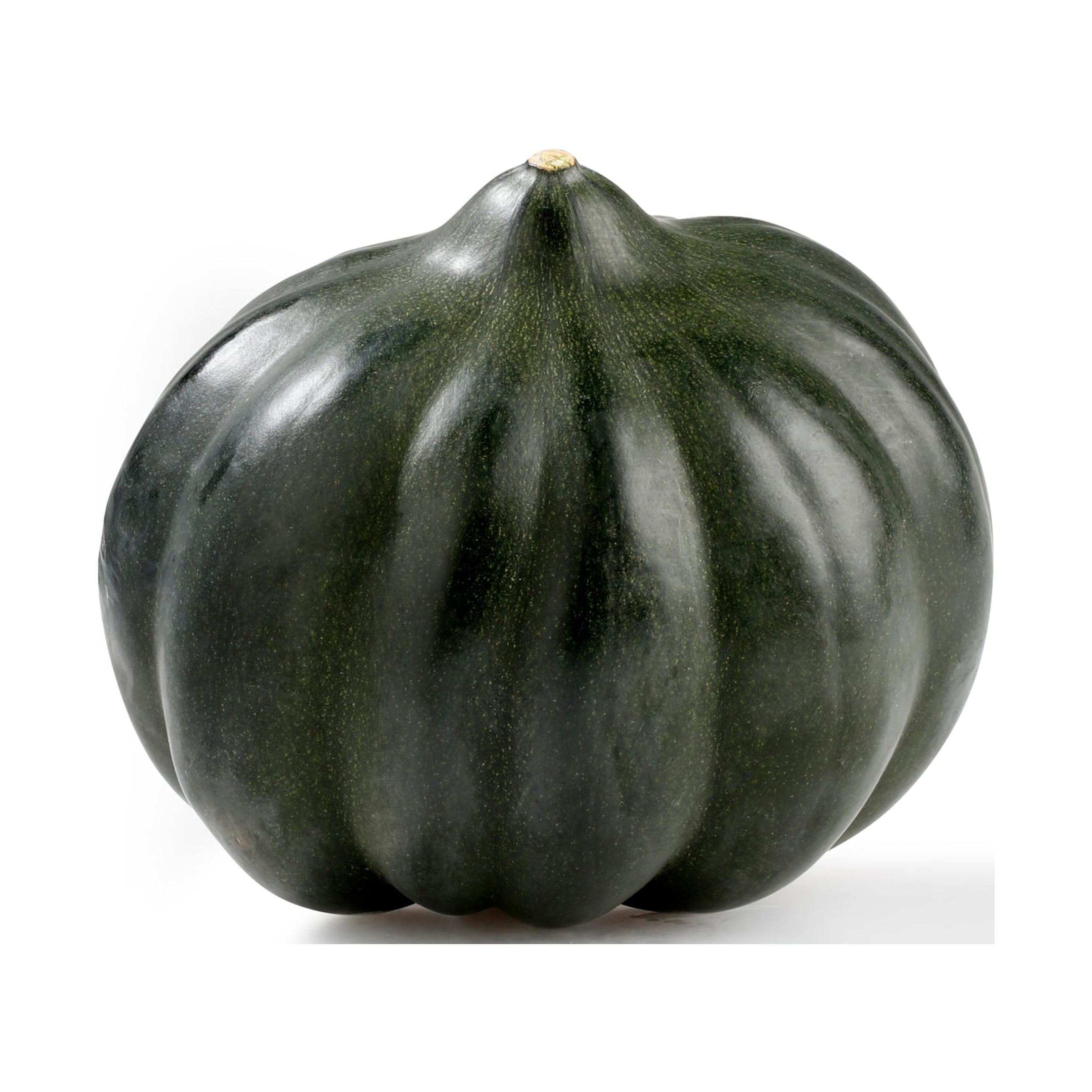 Fresh Acorn Squash Each