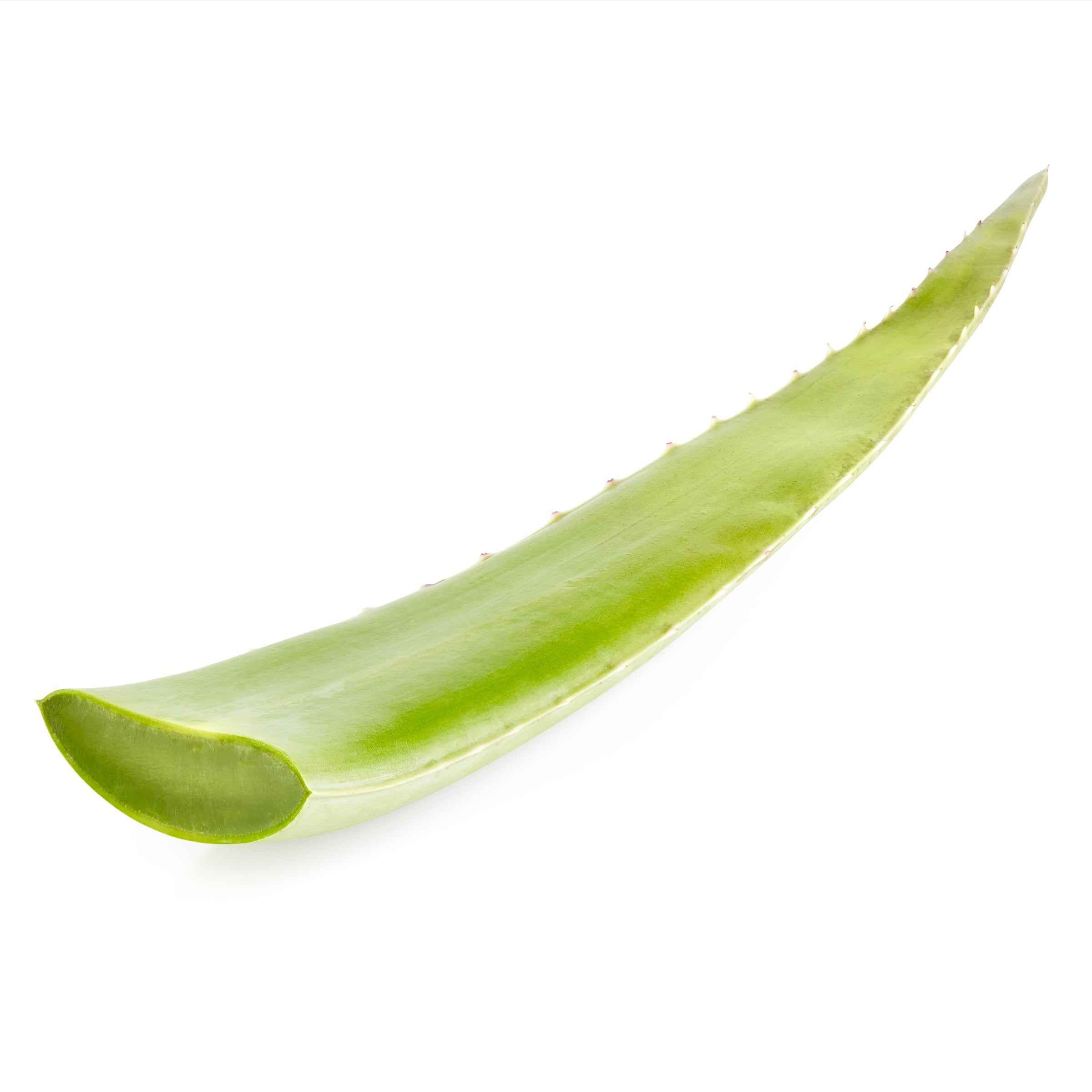 Fresh Aloe Leaf Each