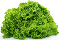 Fresh Green Leaf Lettuce Each