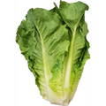 Fresh Romaine Lettuce, Each