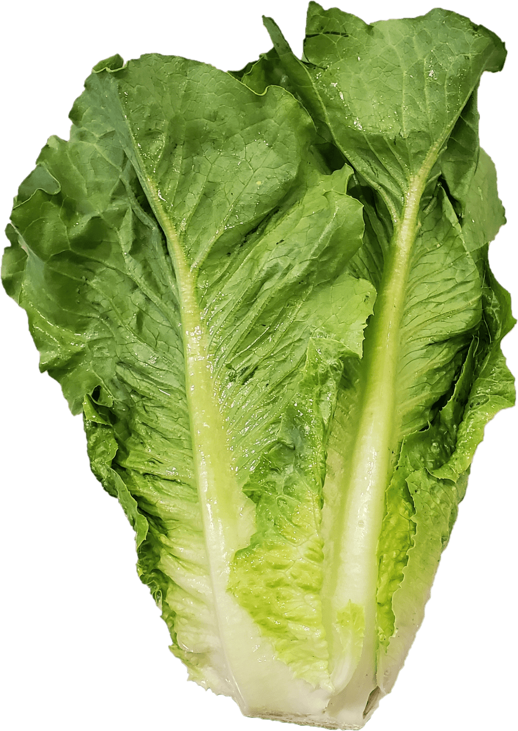 Fresh Romaine Lettuce 1 Count