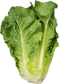 Fresh Romaine Lettuce 1 Count