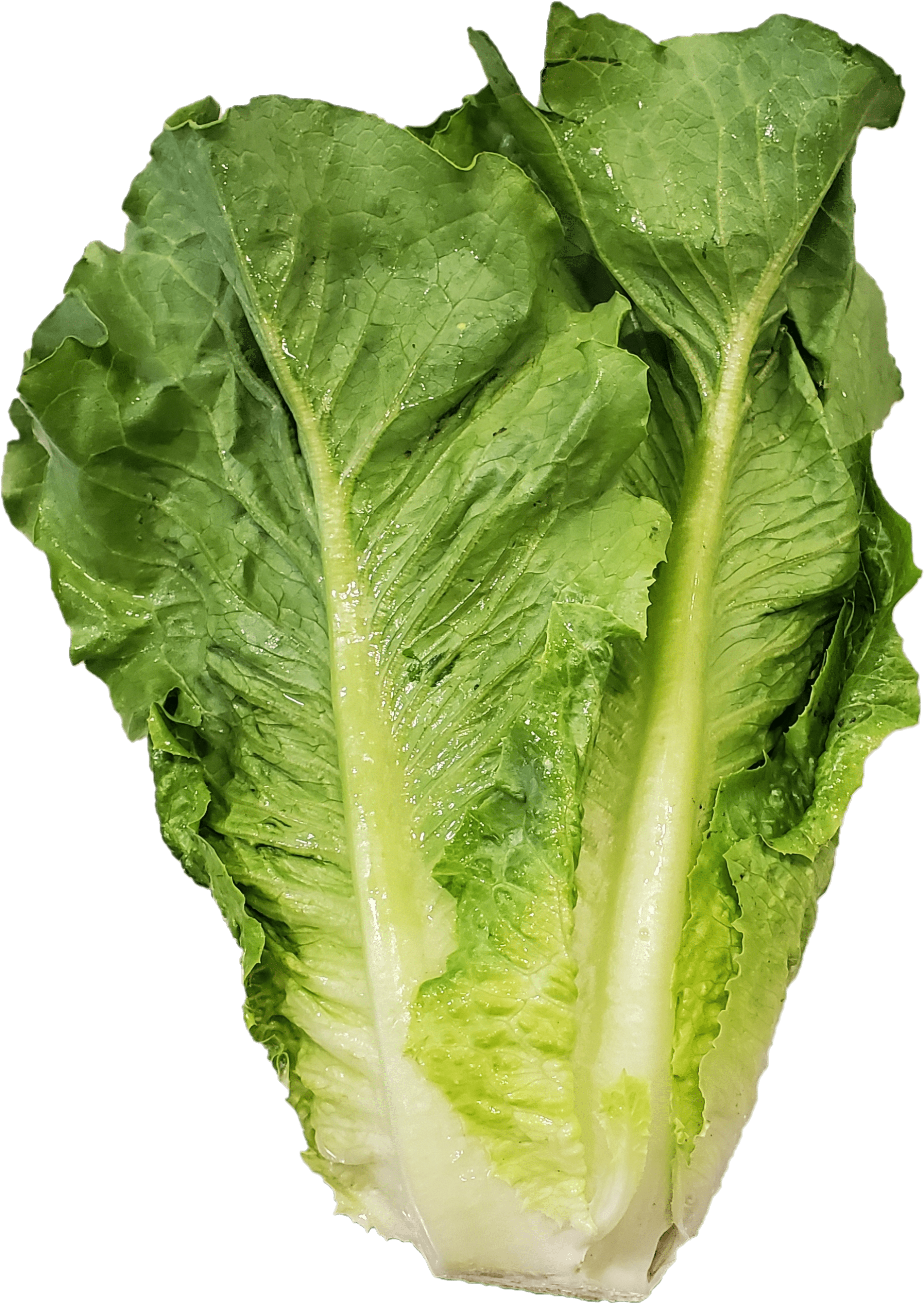Fresh Romaine Lettuce 1 Count