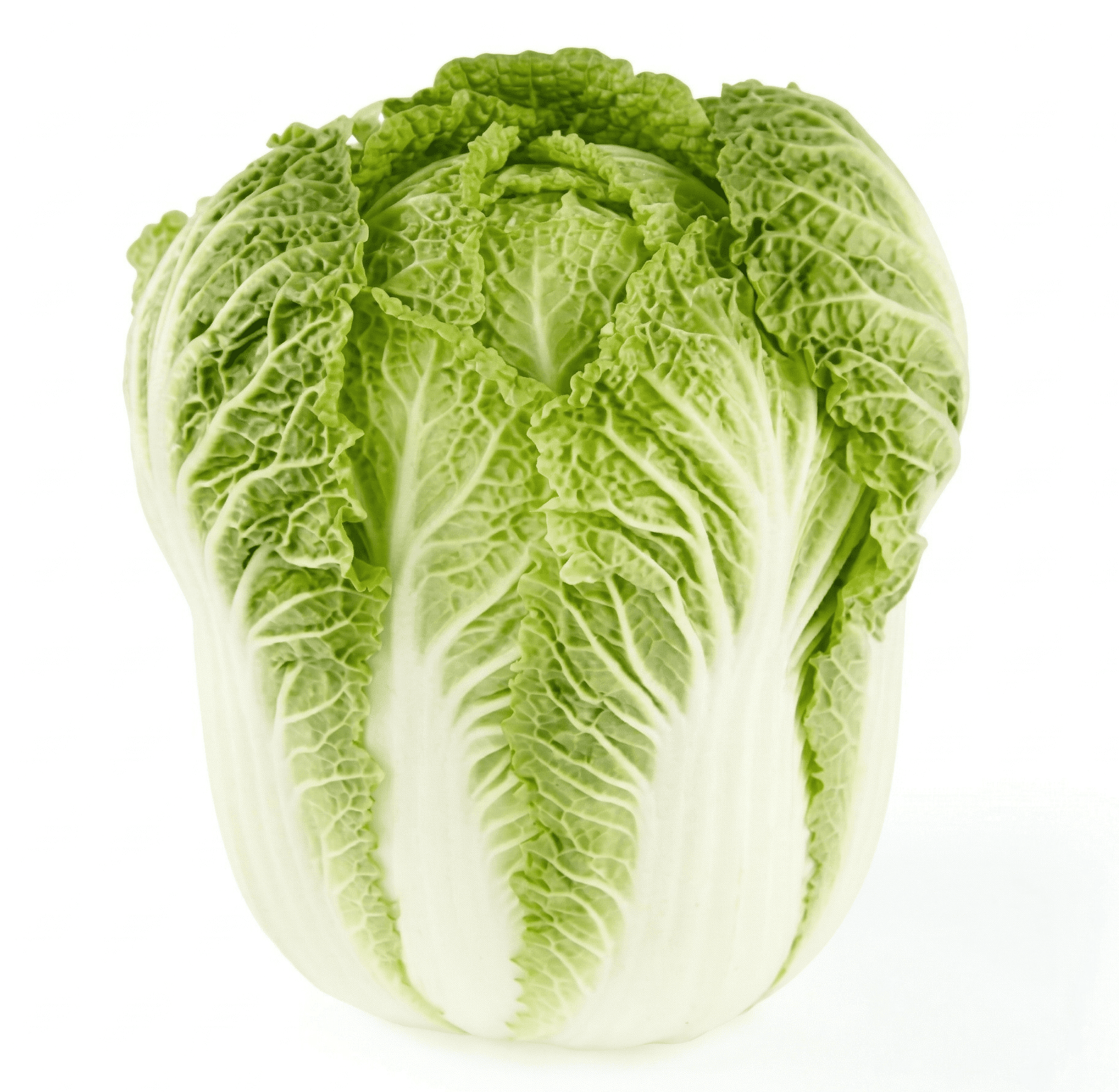 Fresh Whole Napa Cabbage Each