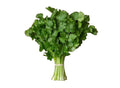 Cilantro