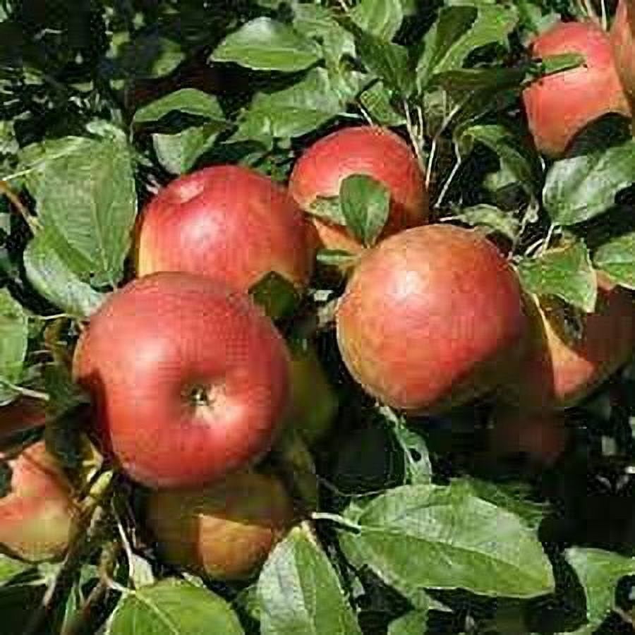 Fresh Fuji Apple Each