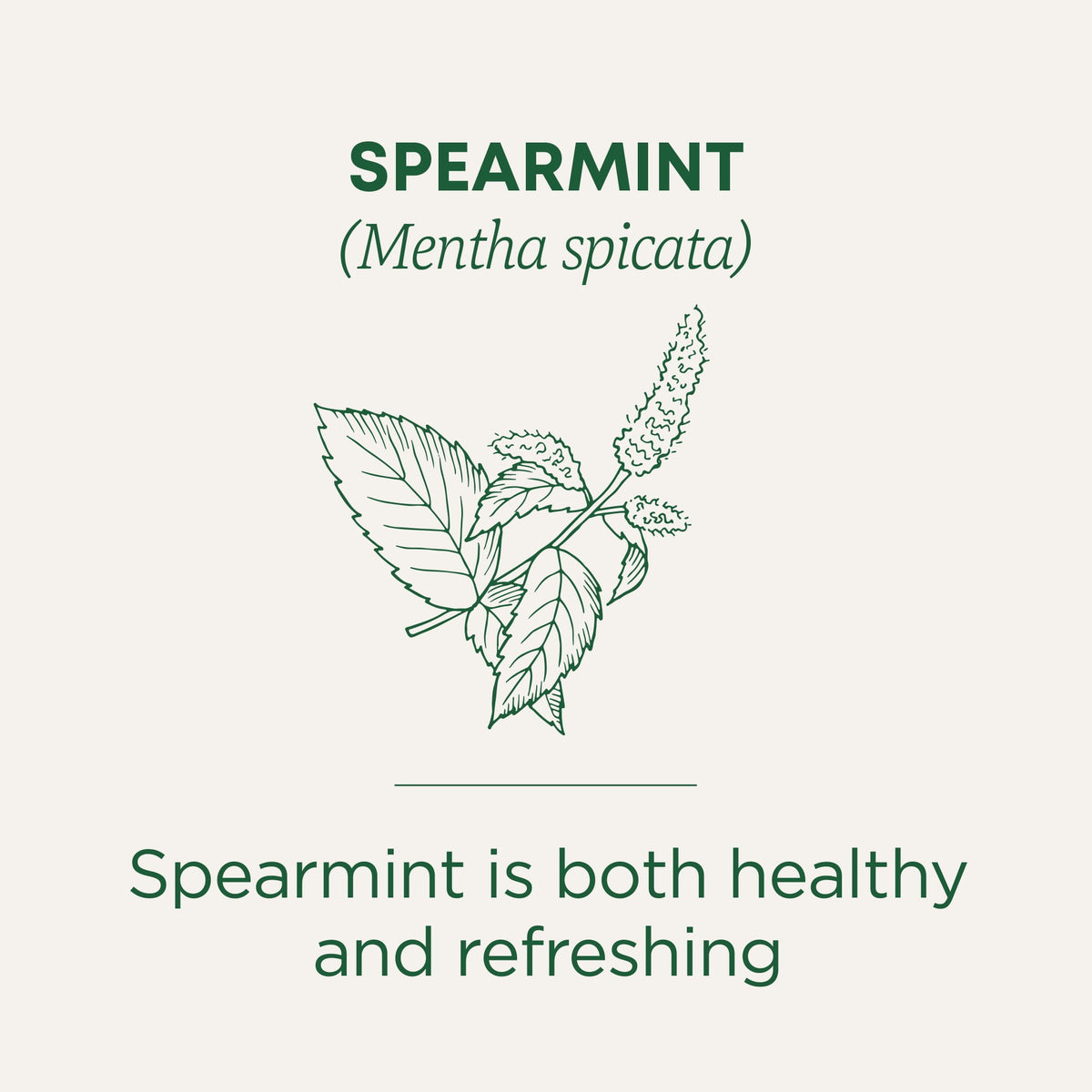 Traditional Medicinals Organic Spearmint Herbal Tea Bags Caffeine Free 16 Count