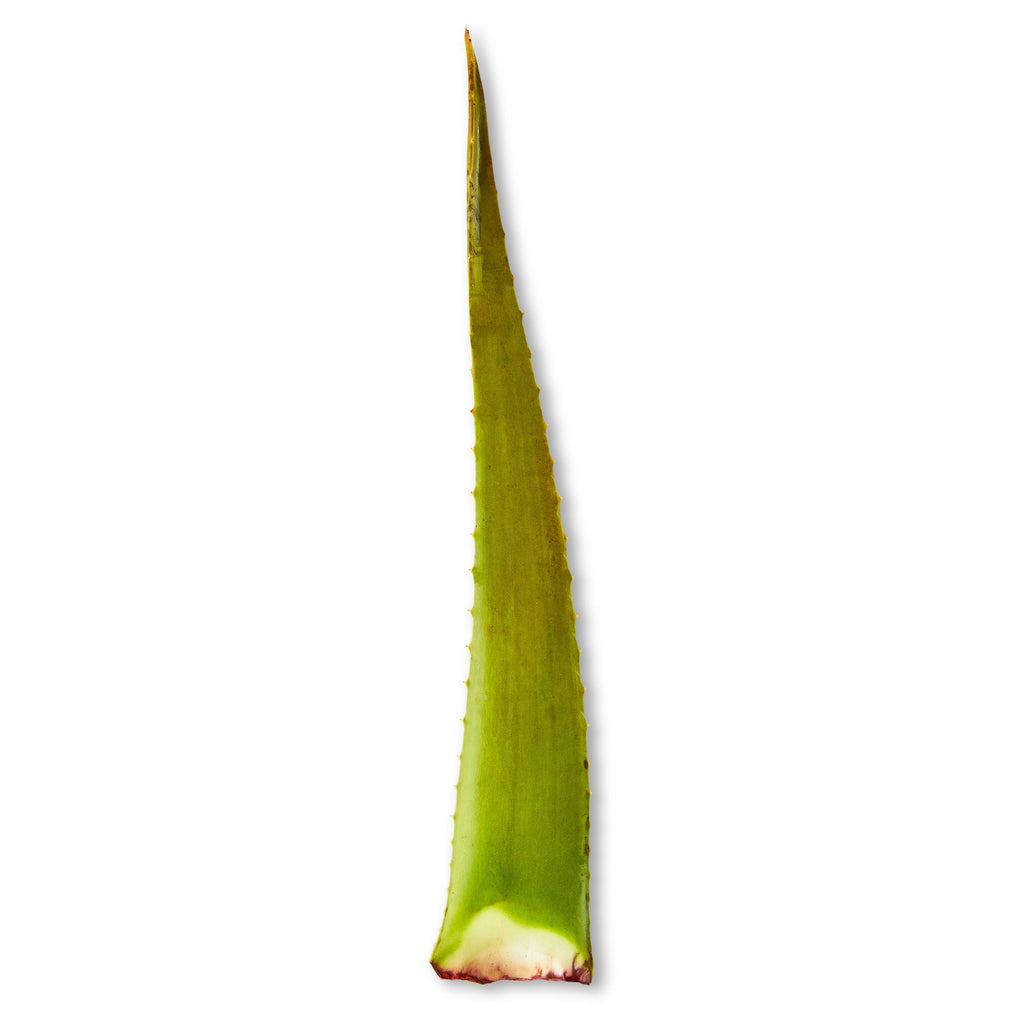 Fresh Aloe Leaf Each