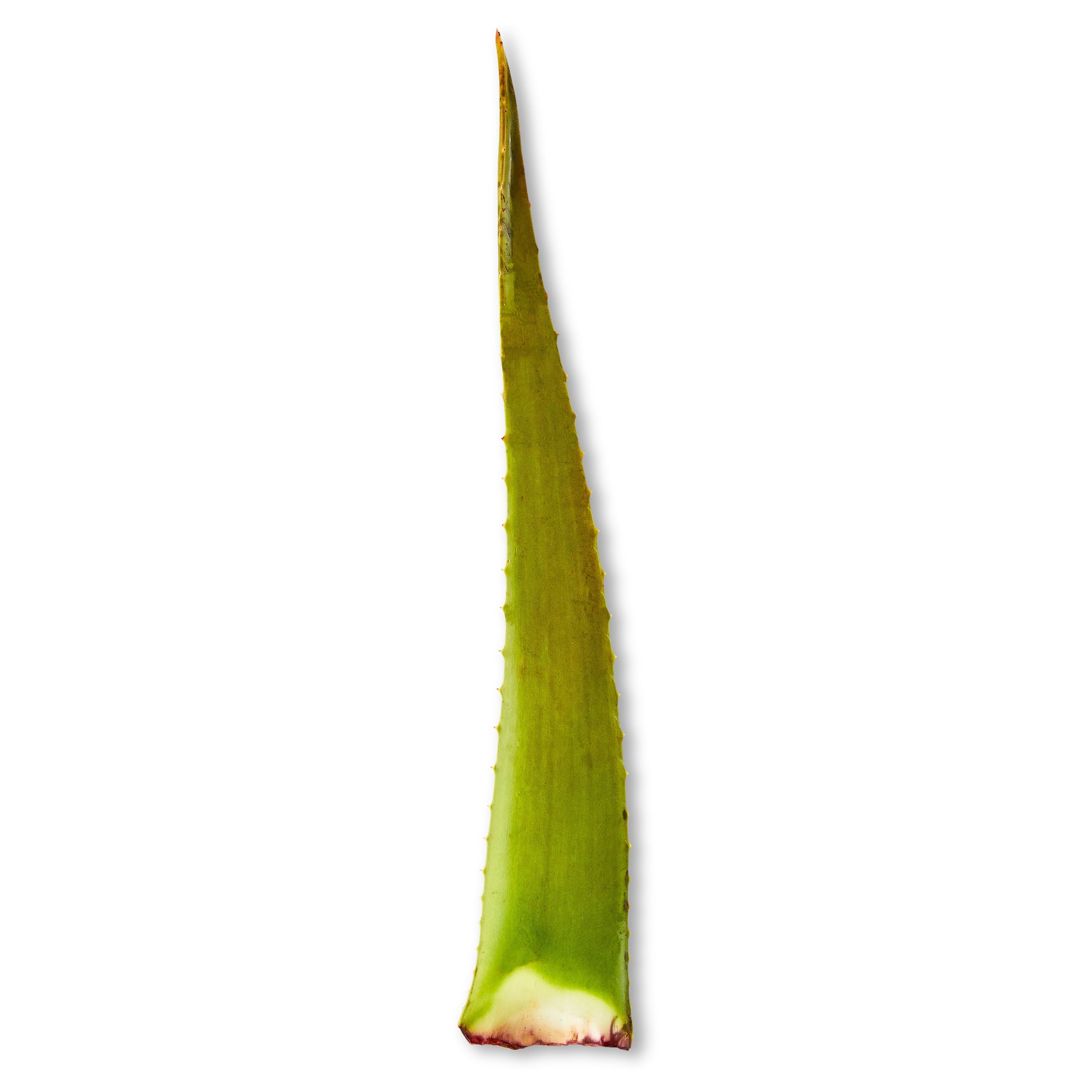 Fresh Aloe Leaf Each