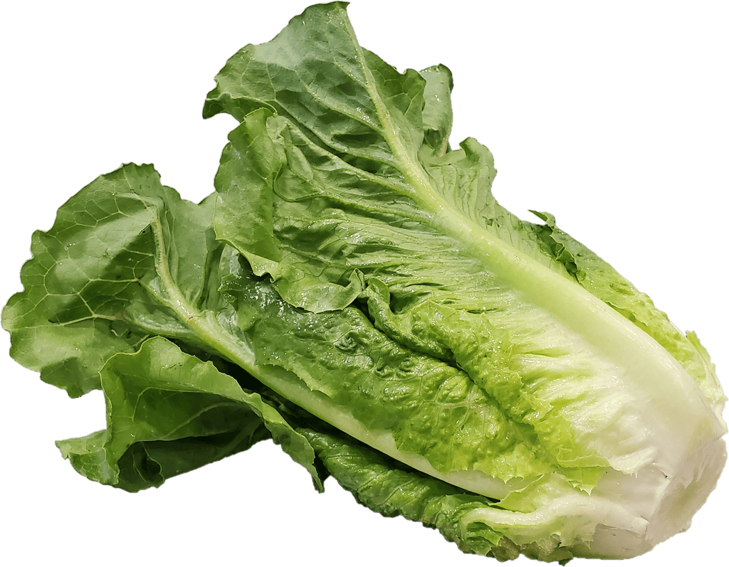 Fresh Romaine Lettuce 1 Count