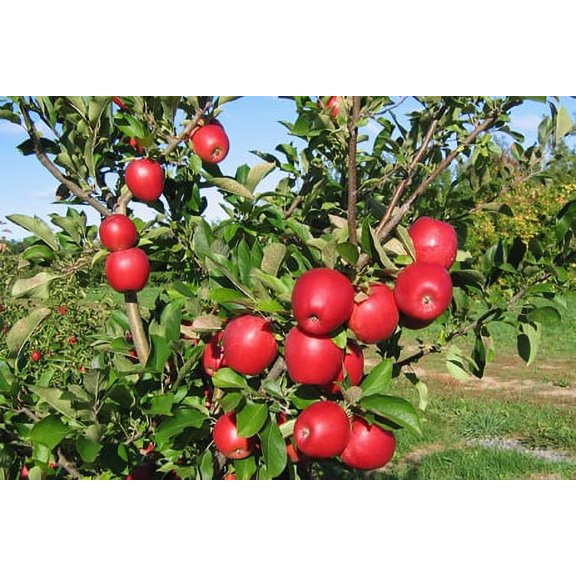 Envy Apple Each