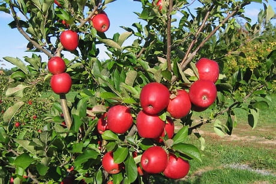 Envy Apple Fresh Each