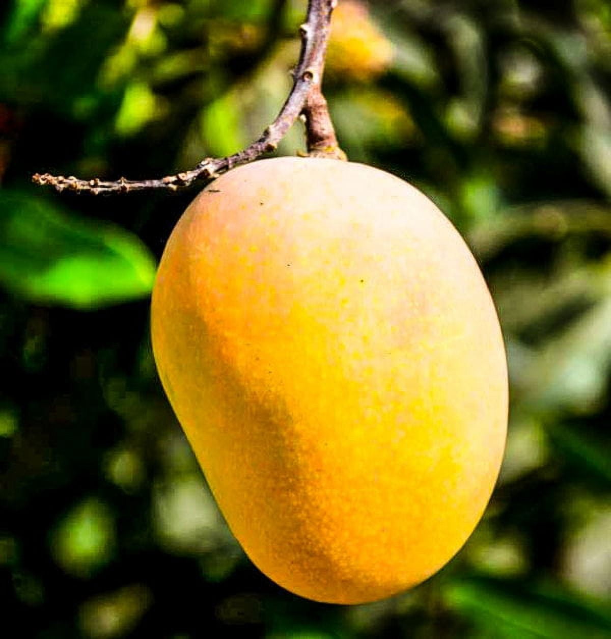 Fresh Ataulfo Mangoes Each
