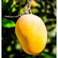 Fresh Organic Mangoes 3 Lb Bag